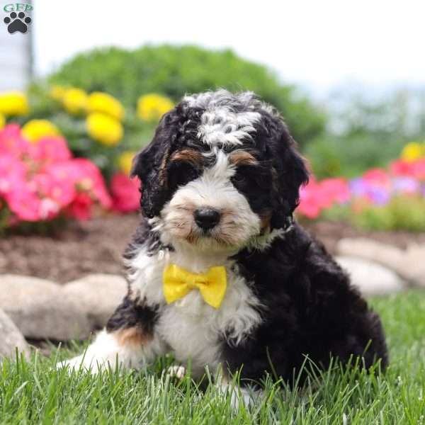 Gabe, Mini Bernedoodle Puppy